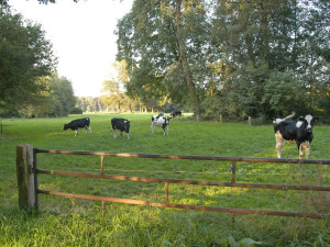 Landgoed Twickel, boerderijen