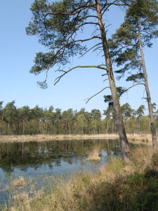 Landgoed Twickel, bossen en vennen