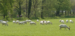 Fietsen in Twente