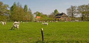 Geitenboerderij Twickel